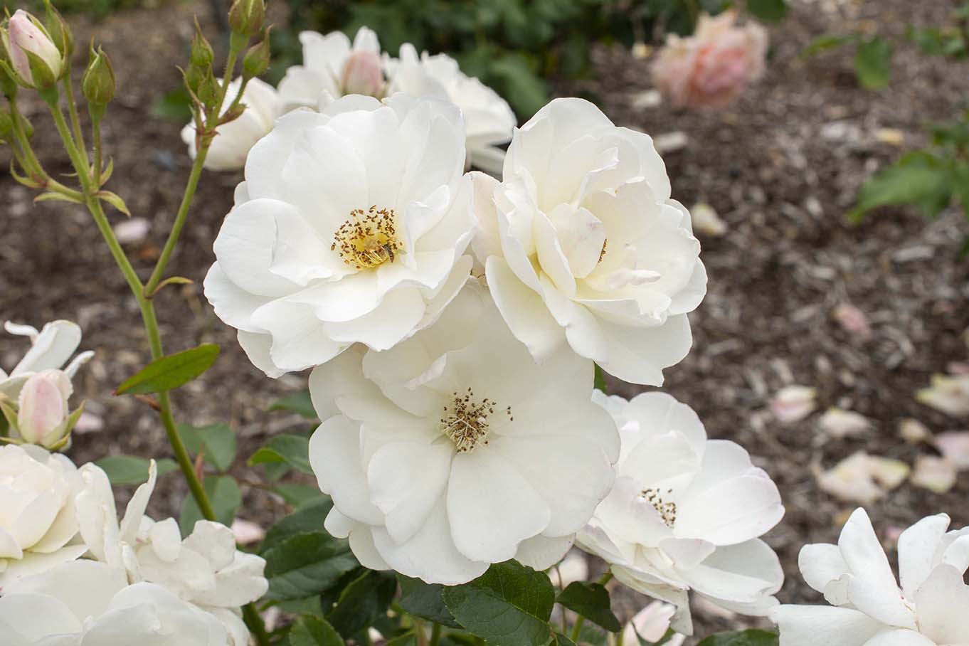 Iceberg - Kordes® Roses - Image 3