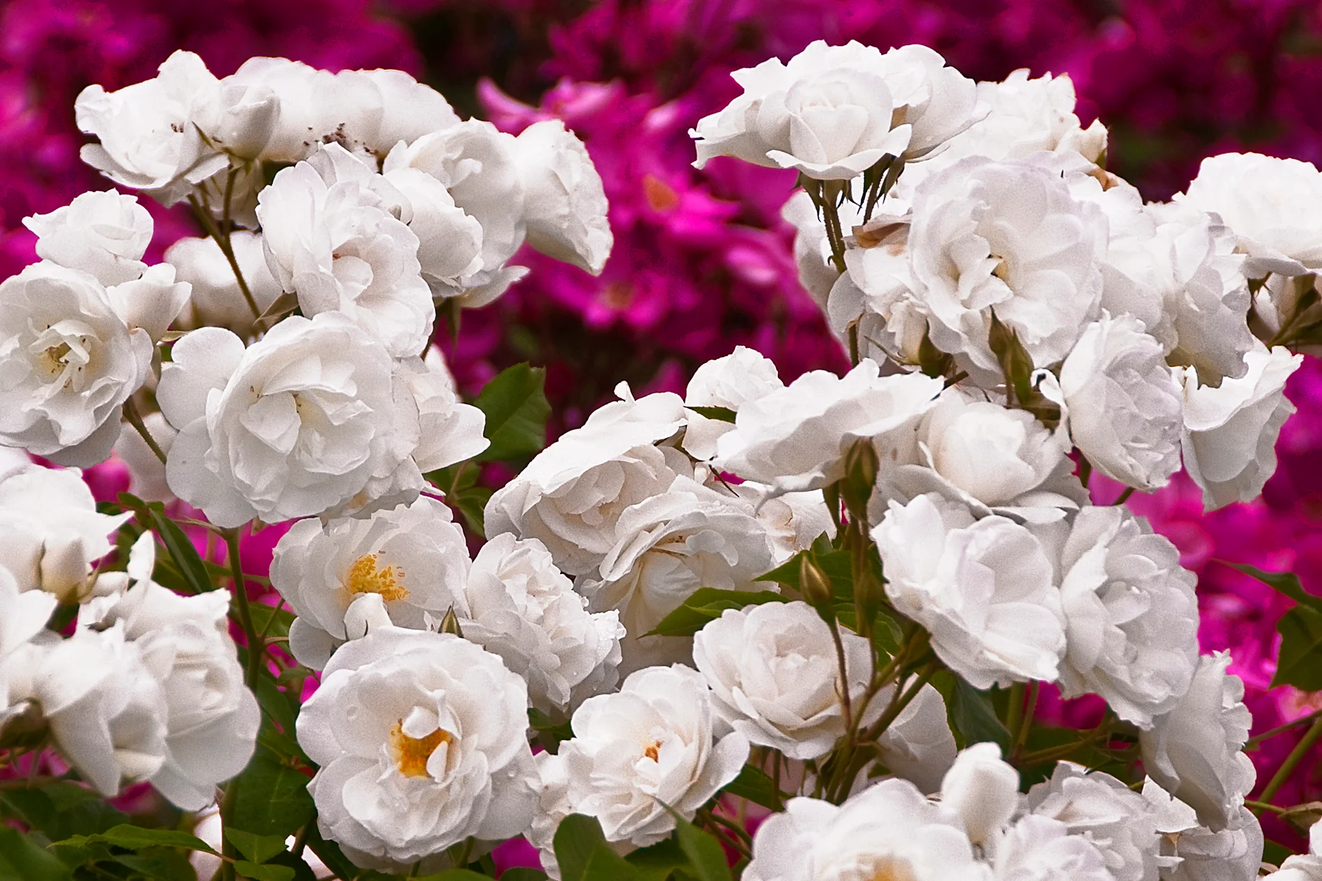 Iceberg - Kordes® Roses - Image 4