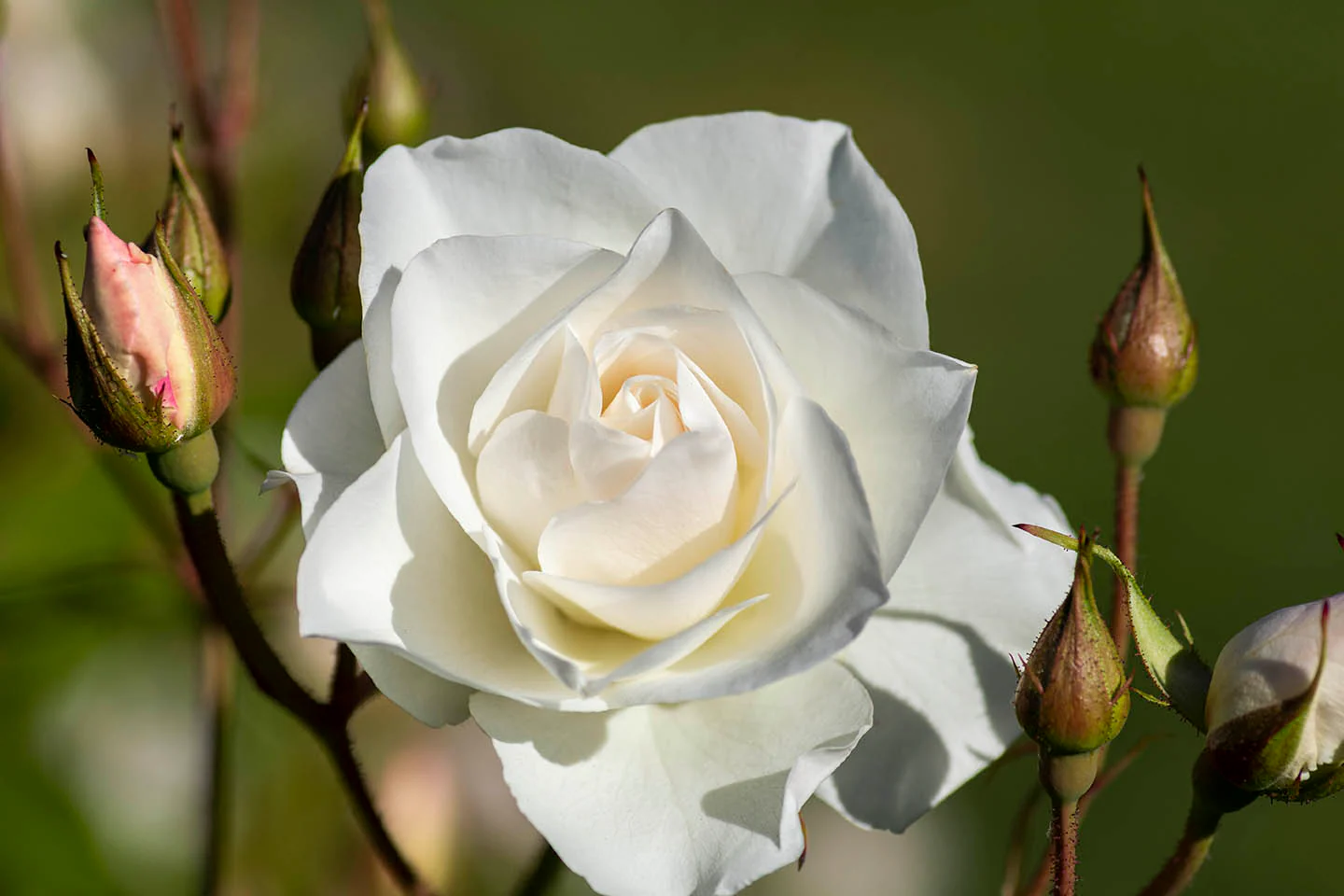 Iceberg - Kordes® Roses - Image 5