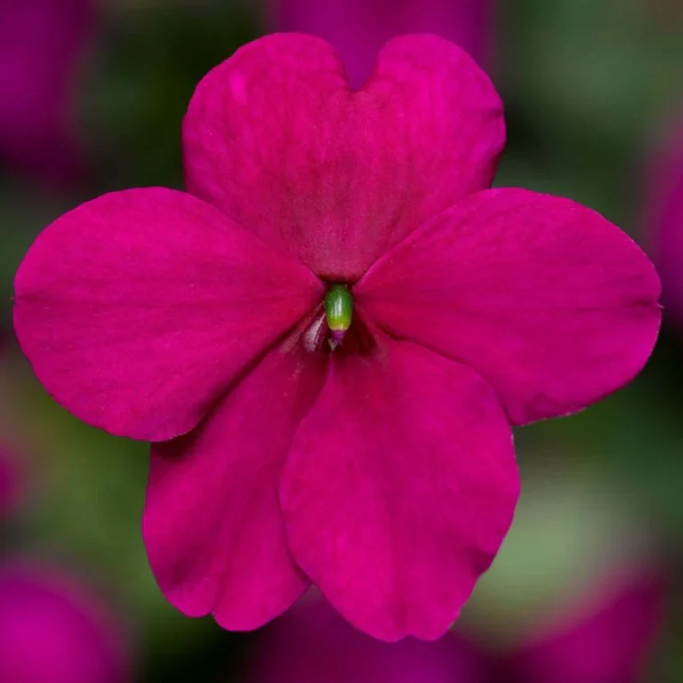 Impatiens Imara Purple - Ontario Seed Company