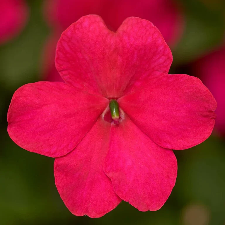 Impatiens Imara Rose - Ontario Seed Company