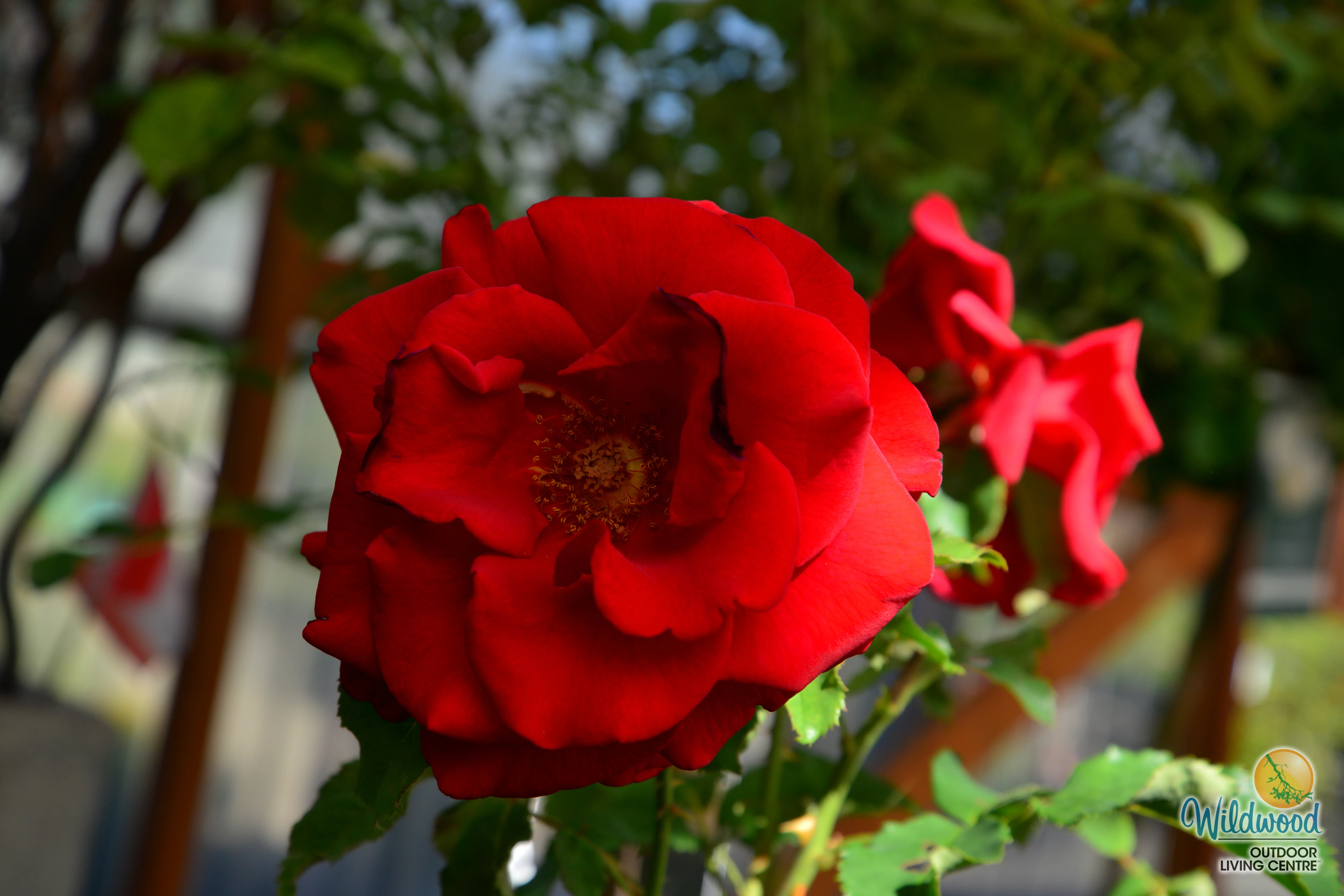 In the Mood - Weeks Rose - Image 2
