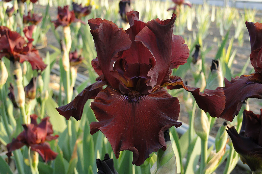 Iris germanica - Almaden, 1 Pack - Image 2