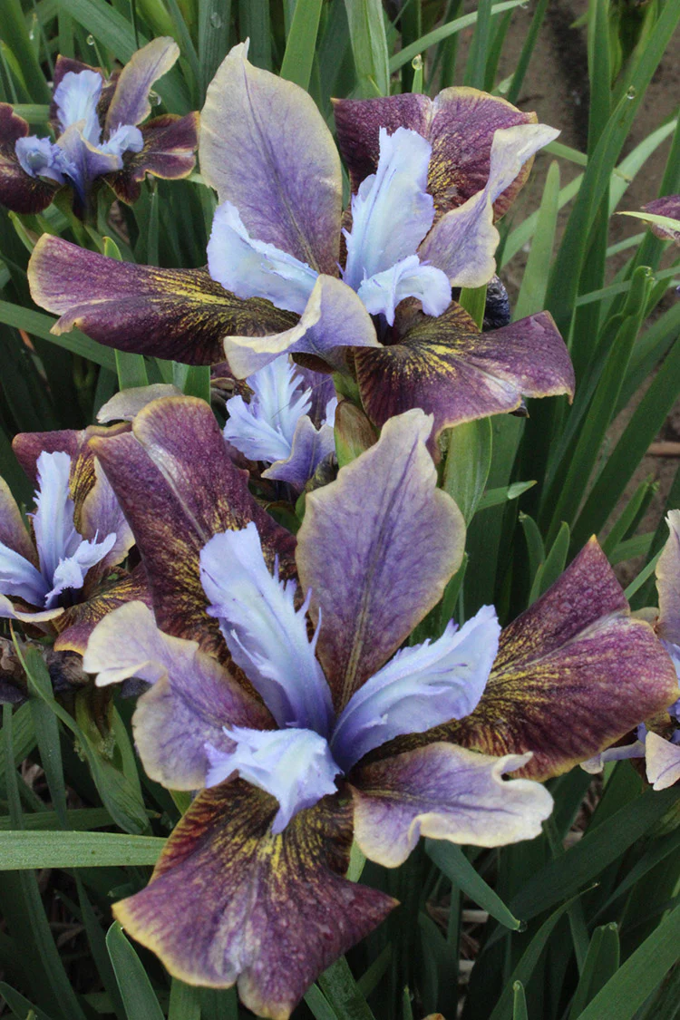 Iris sibirica - Black Joker, 1 Pack - Image 2