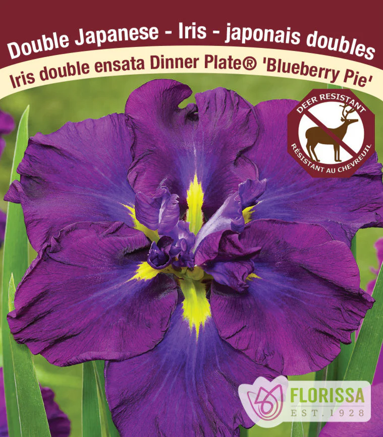 Iris ensata - Blueberry Pie, 1 Pack