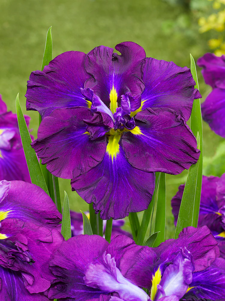 Iris ensata - Blueberry Pie, 1 Pack - Image 2