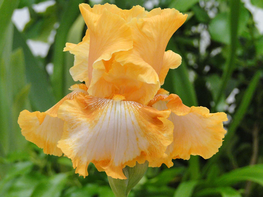 Iris germanica - Cajun Rhythm, 1 Pack - Image 2