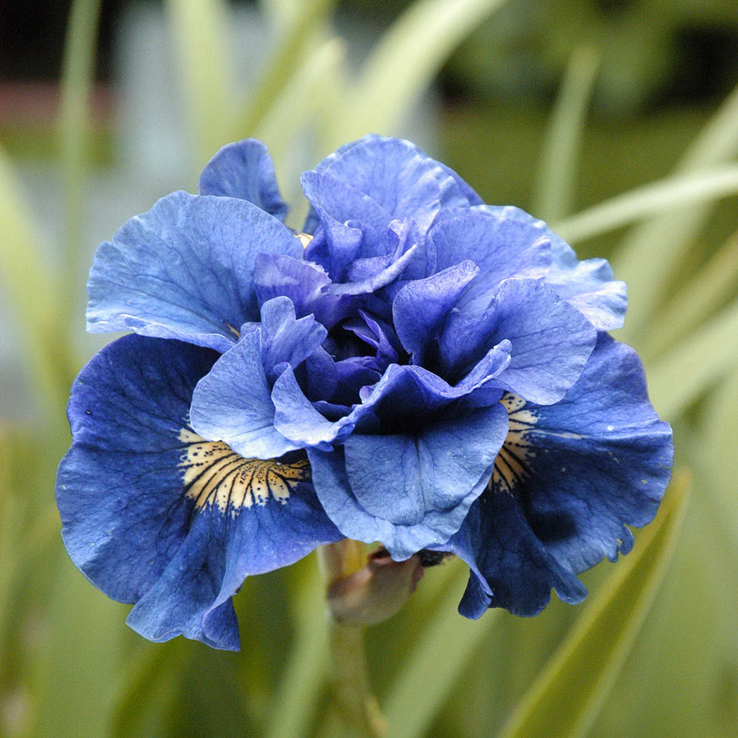 Iris sibirica - Concord Crush, 1 Pack - Image 2