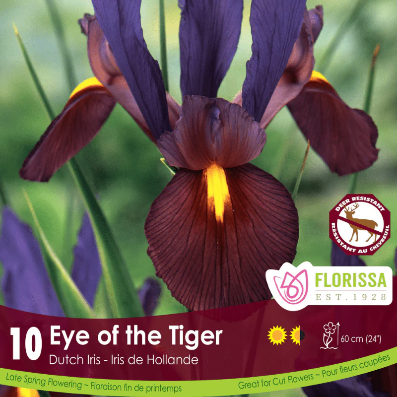 Iris - Eye of the Tiger, 10 Pack