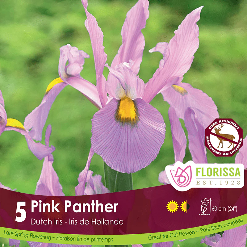 Iris - Pink Panther, 5 Pack