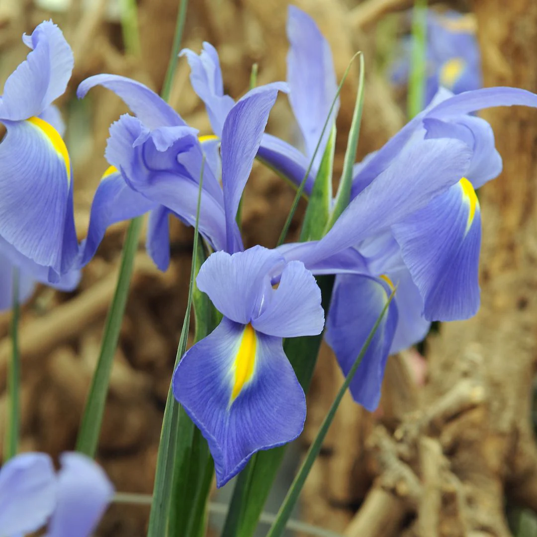 Iris - Sapphire Beauty - Image 2