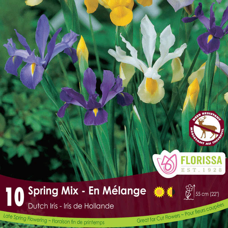 Iris - Spring Mix, 10 Pack