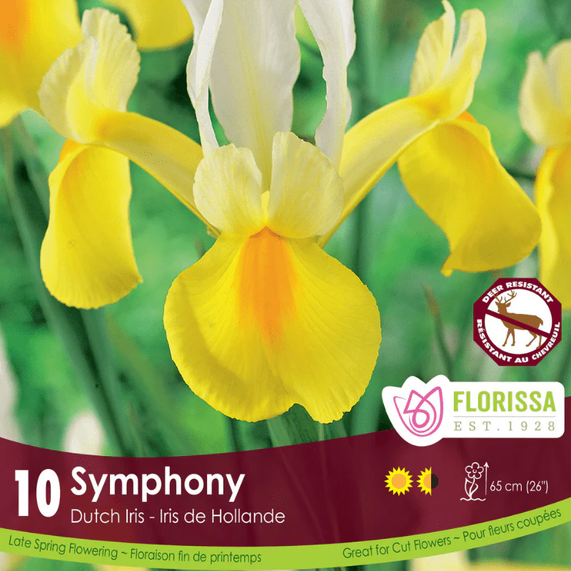 Iris - Symphony, 10 Pack