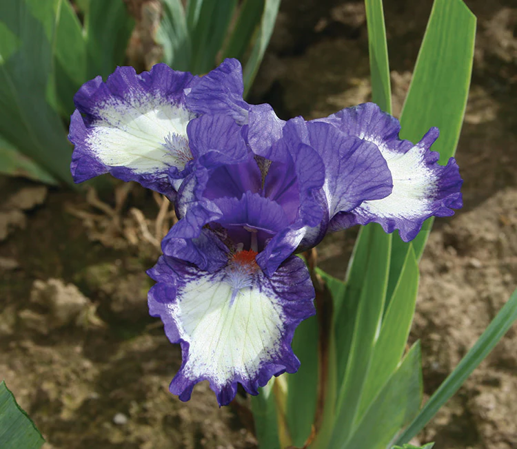 Iris pumila - Freeze Frame, 1 Pack - Image 2