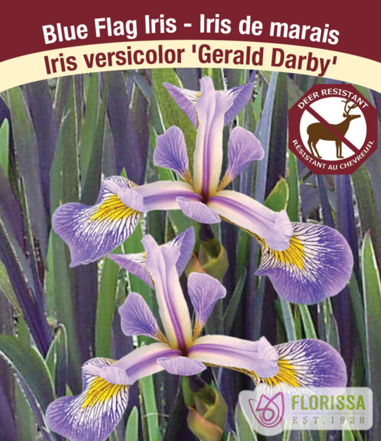 Iris - Gerald Darby, 1 Pack