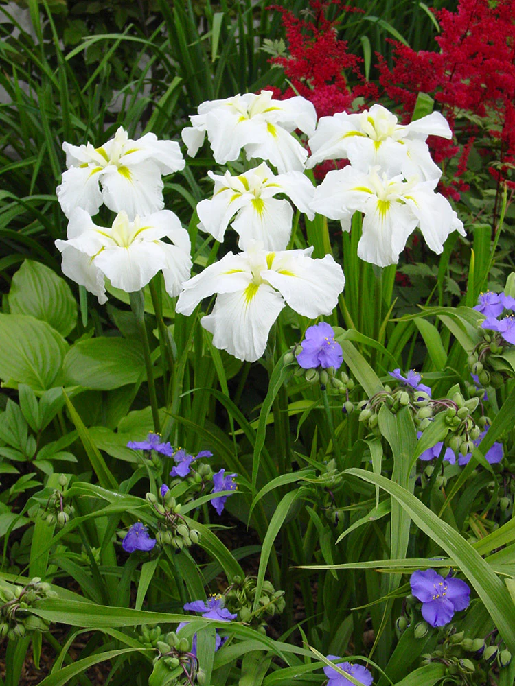Iris ensata - Gold Bound, 1 Pack - Image 2