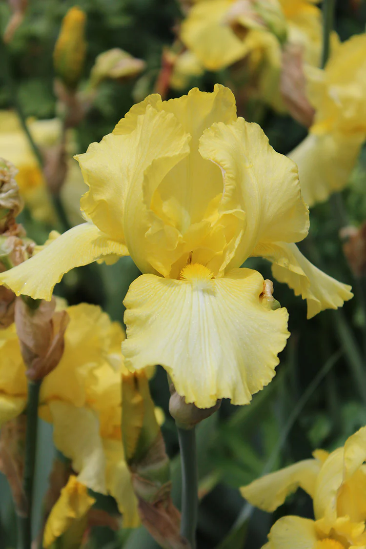 Iris germanica - Harvest of Memories, 1 Pack - Image 2