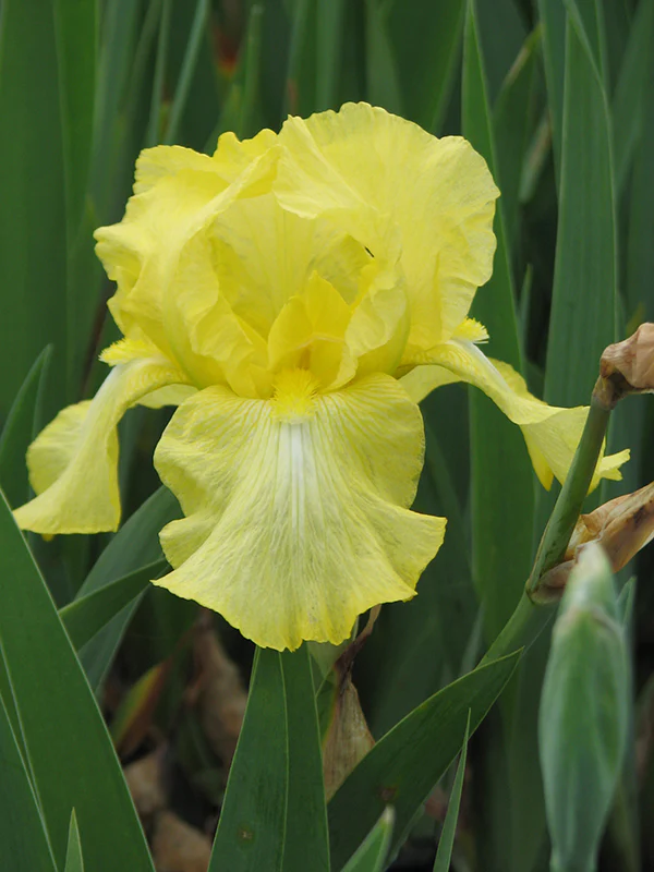 Iris germanica - Harvest of Memories, 1 Pack - Image 3