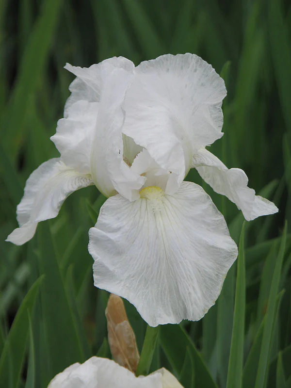 Iris germanica - Immortality, 1 Pack - Image 2