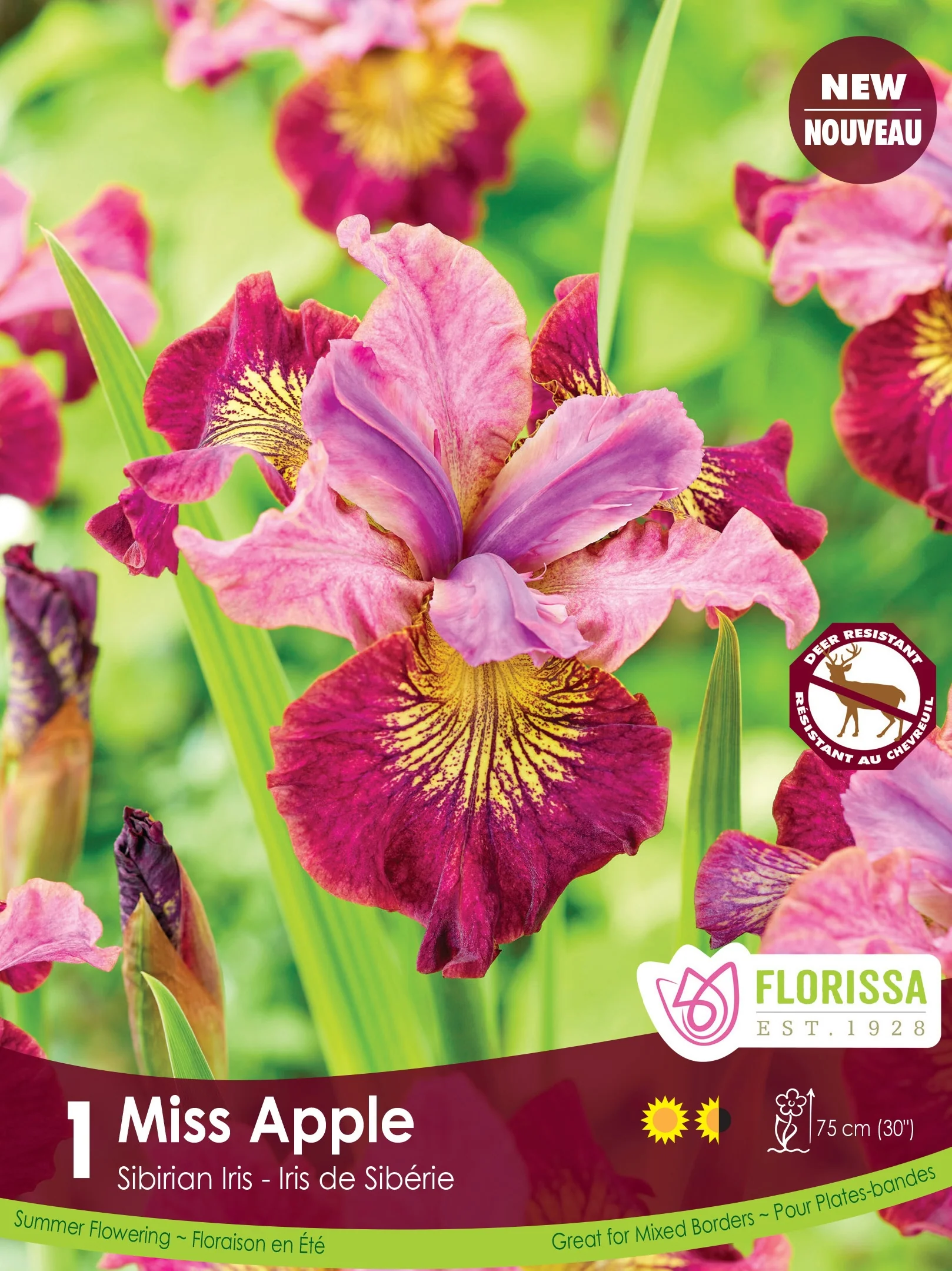 Iris sibirica - Miss Apple, 1 Pack - Image 2
