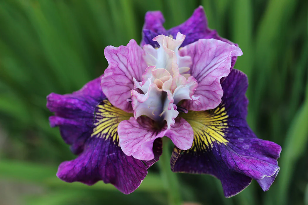 Iris sibirica - On Mulberry Street, 1 Pack - Image 2
