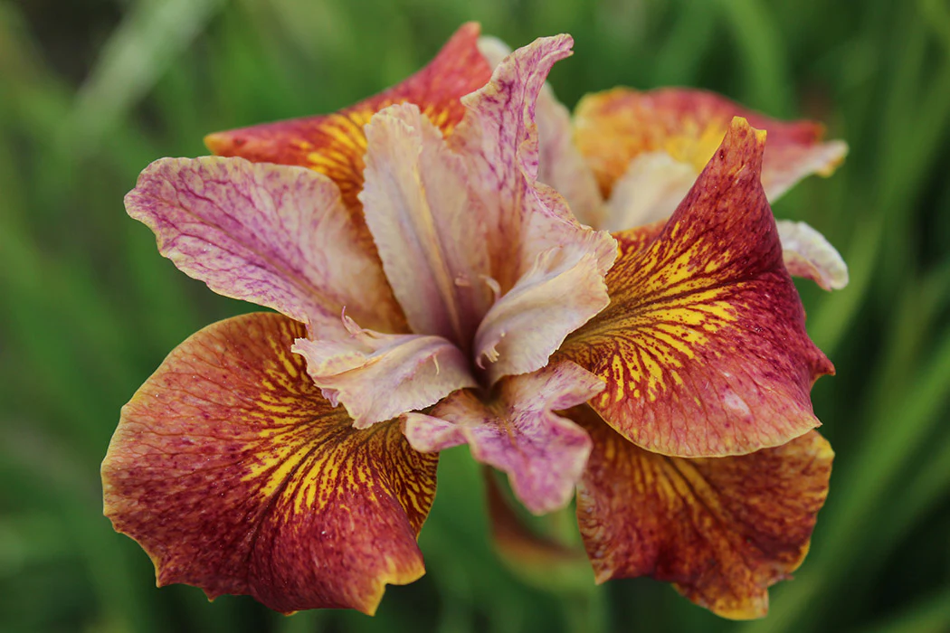 Iris sibirica - Paprikash, 1 Pack - Image 2
