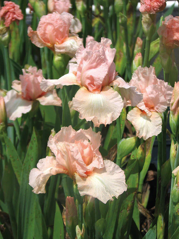 Iris germanica - Pink Attraction, 1 Pack - Image 2