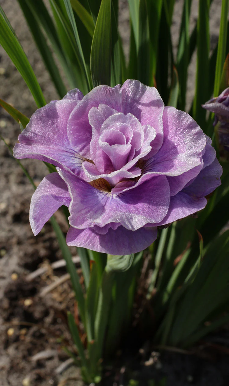 Iris sibirica - Pink Parfait, 1 Pack - Image 2