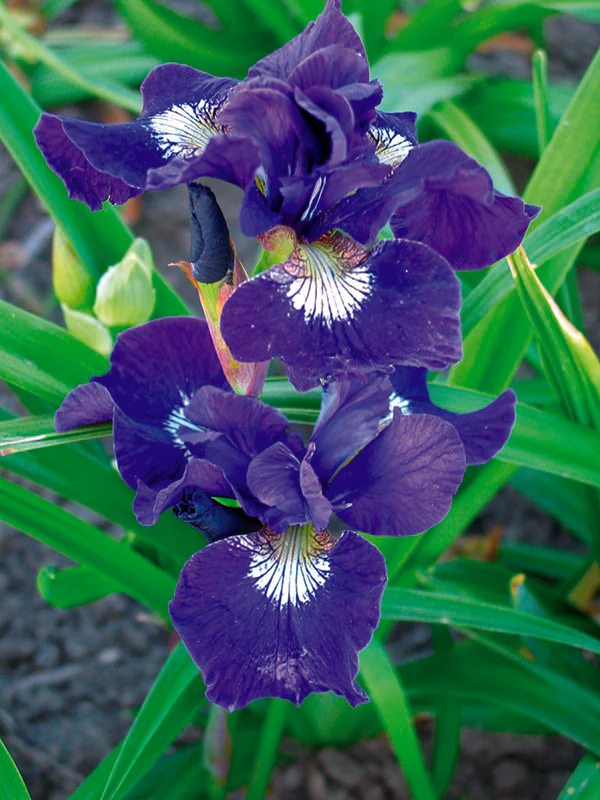 Iris sibirica - Ruffled Velvet, 1 Pack - Image 2