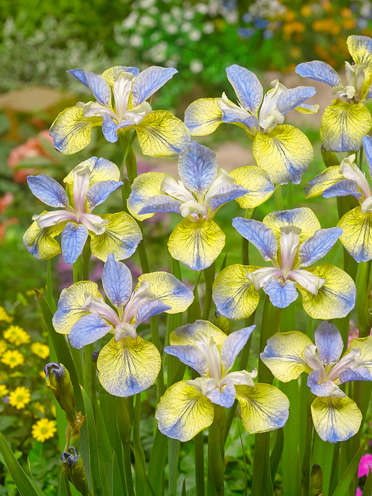 Iris sibirica - Tipped in Blue, 1 Pack - Image 2