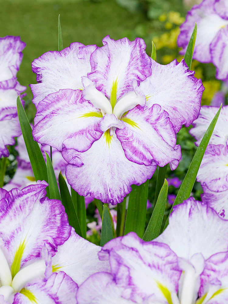 Iris ensata - Tiramisu, 1 Pack - Image 2