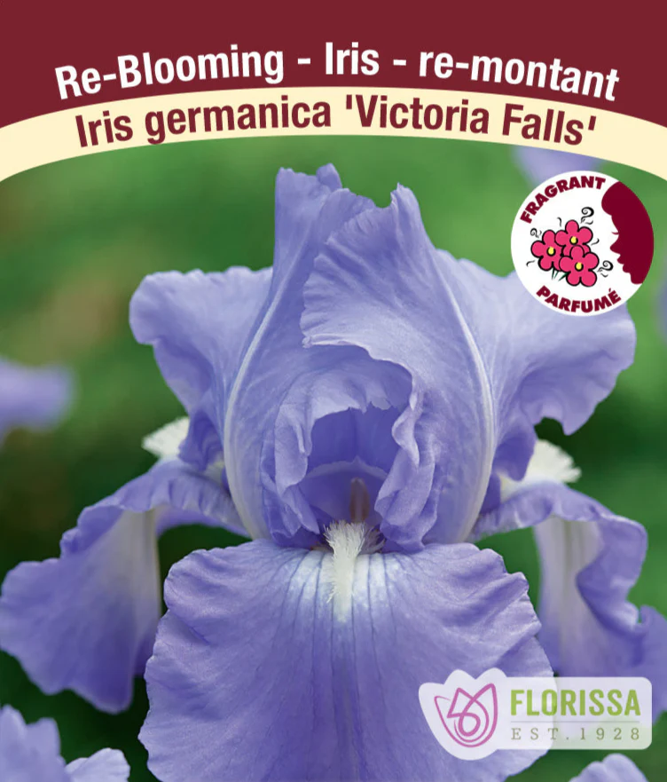 Iris germanica - Victoria Falls, 1 Pack