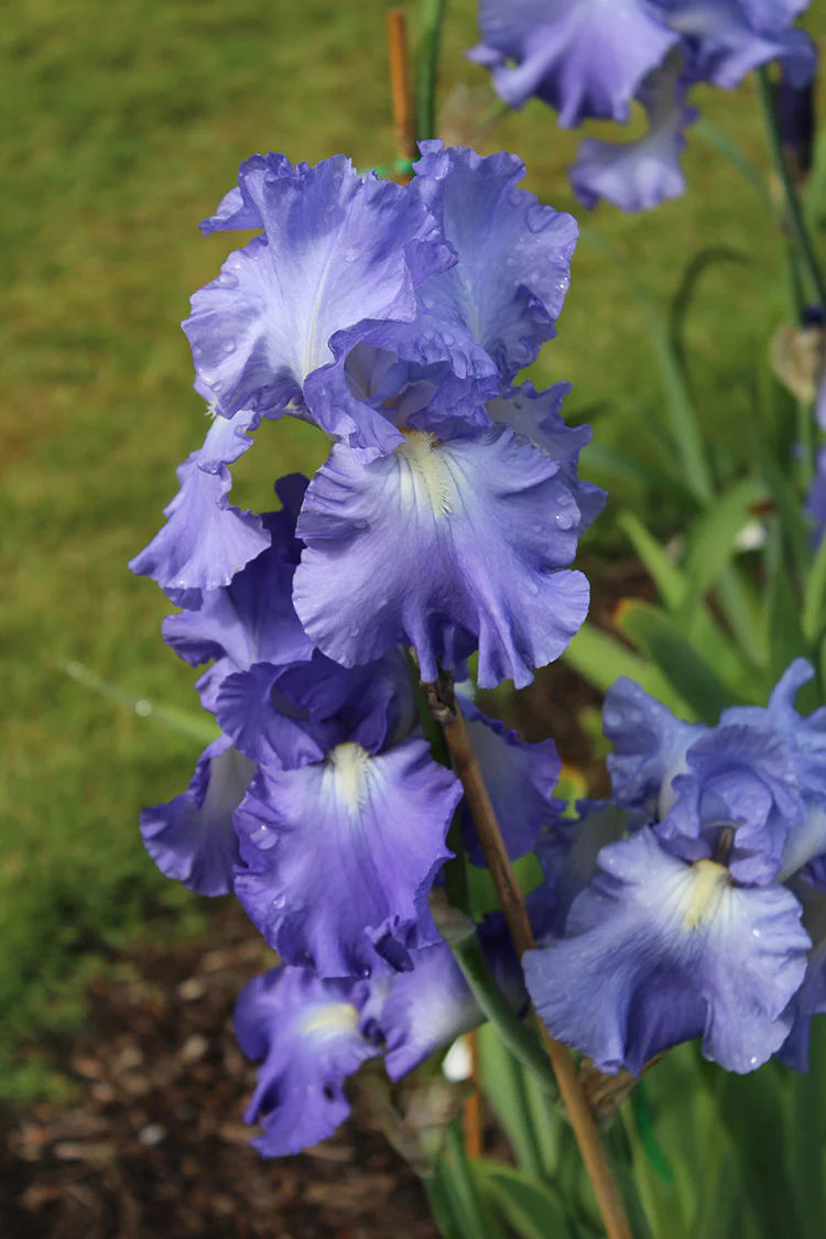 Iris germanica - Victoria Falls, 1 Pack - Image 2