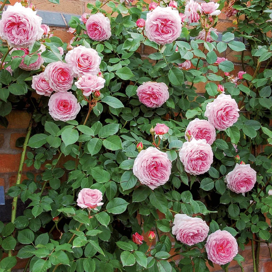 James Galway - David Austin Rose - Image 2