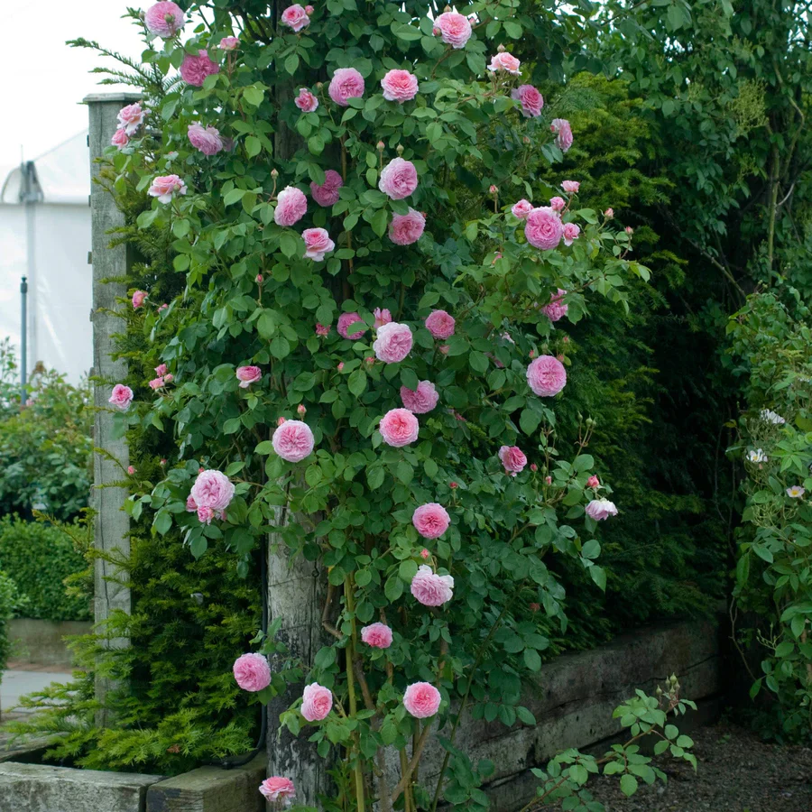 James Galway - David Austin Rose - Image 3