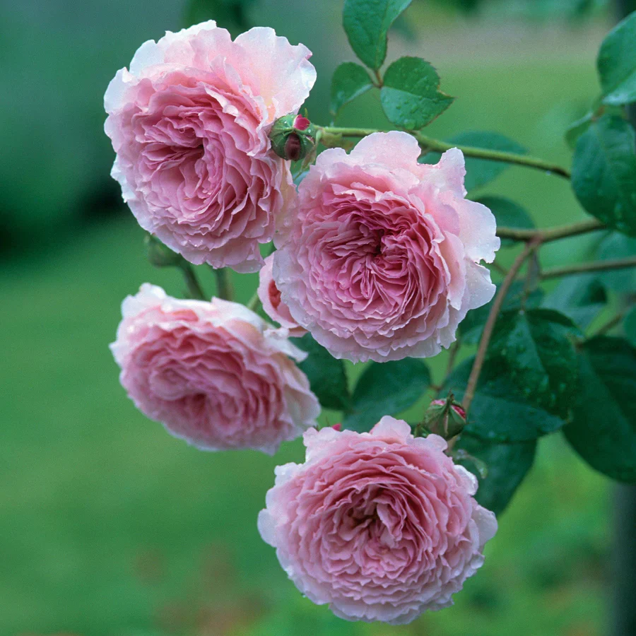 James Galway - David Austin Rose - Image 4