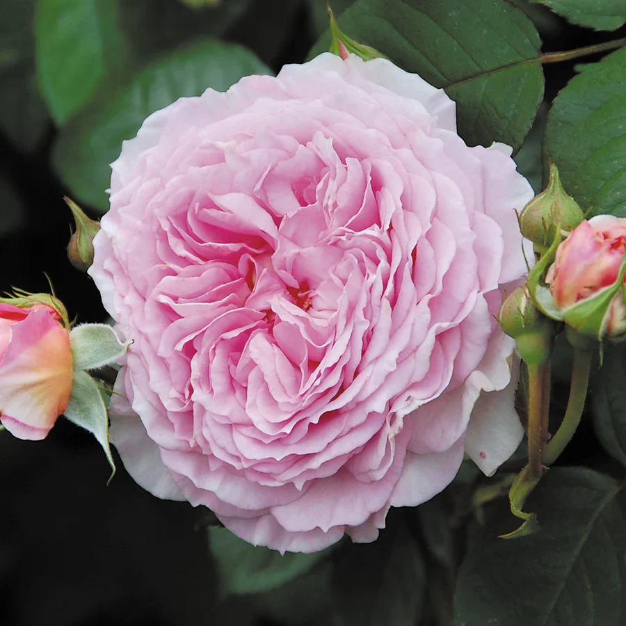 James Galway - David Austin Rose - Image 5