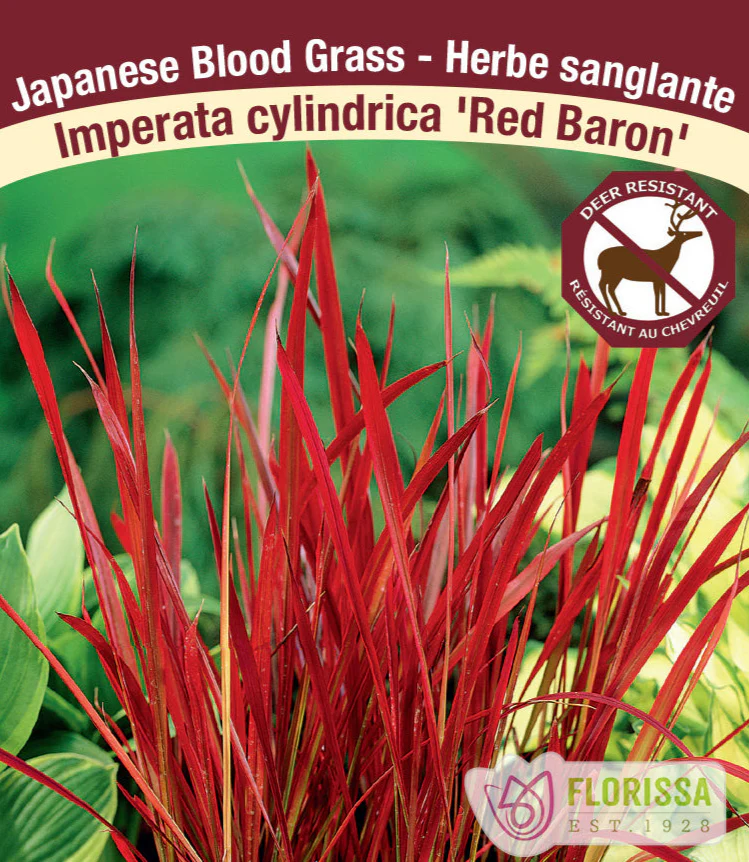 Japanese Blood Grass - Red Baron, 1 Pack
