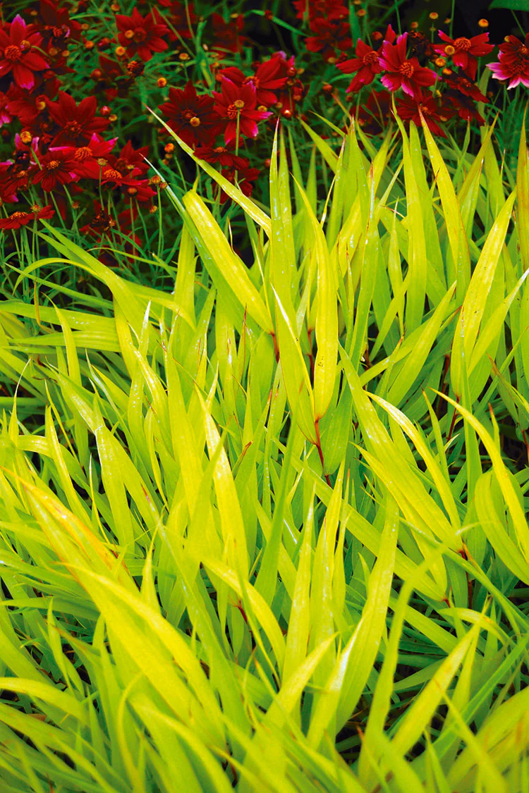 Japanese Forest Grass - All Gold, 1 Pack - Image 2