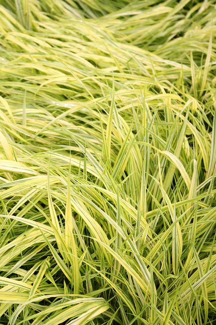 Japanese Forest Grass - Aureola, 1 Pack - Image 2