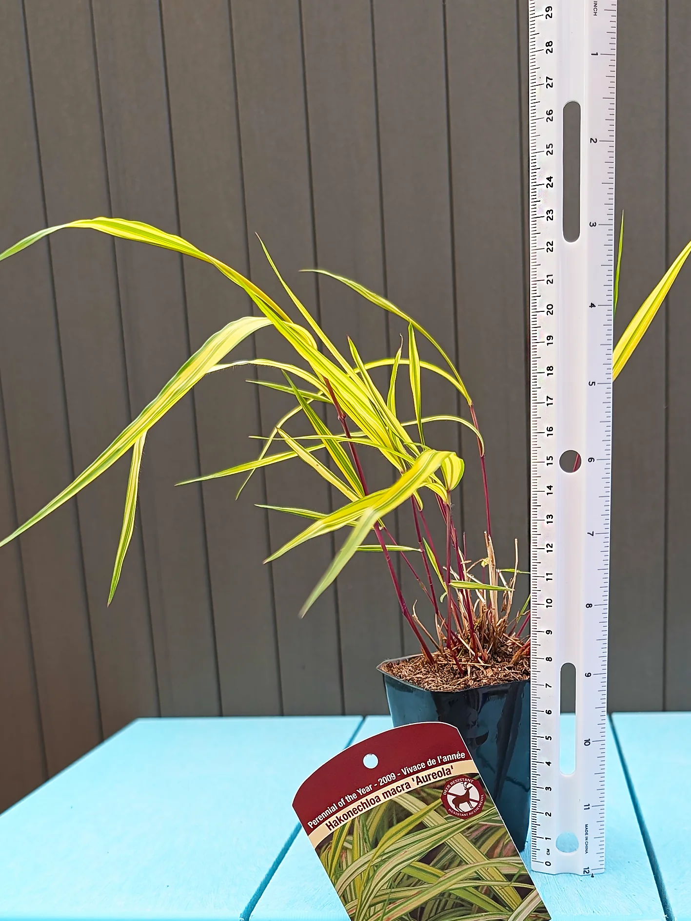 Japanese Forest Grass - Aureola, 1 Pack - Image 3