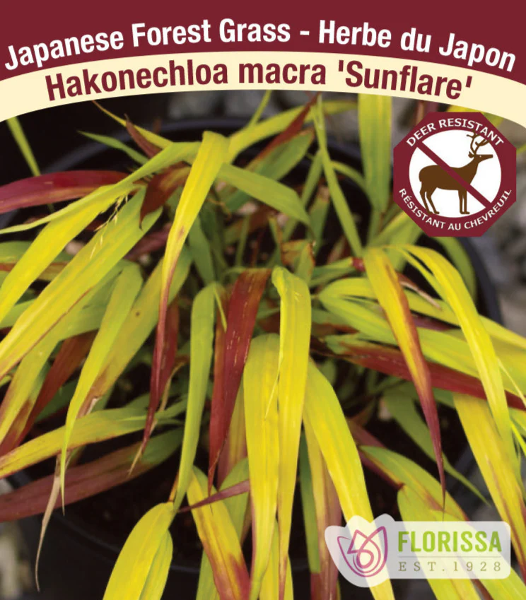 Japanese Forest Grass - Sunflare, 1 Pack