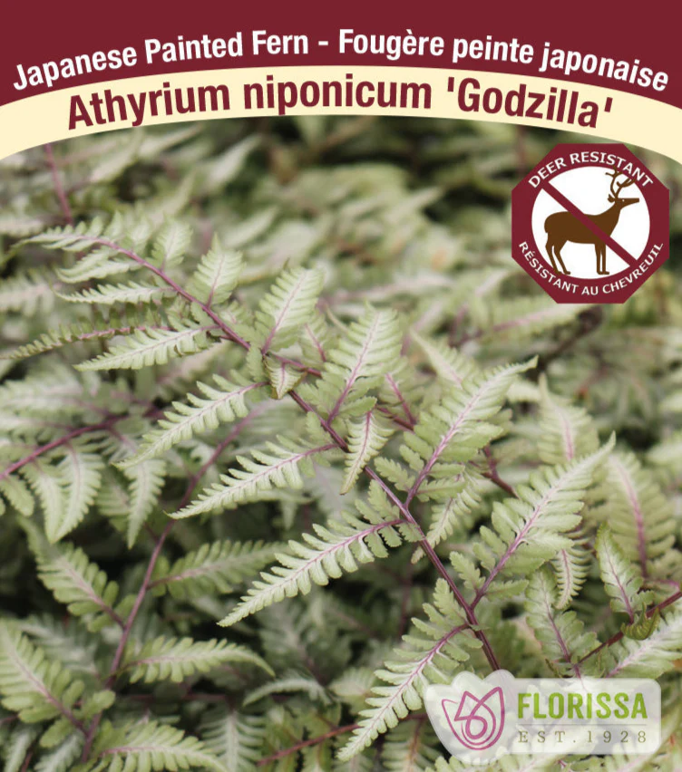 Japanese Lady Fern - Godzilla, 1 Pack