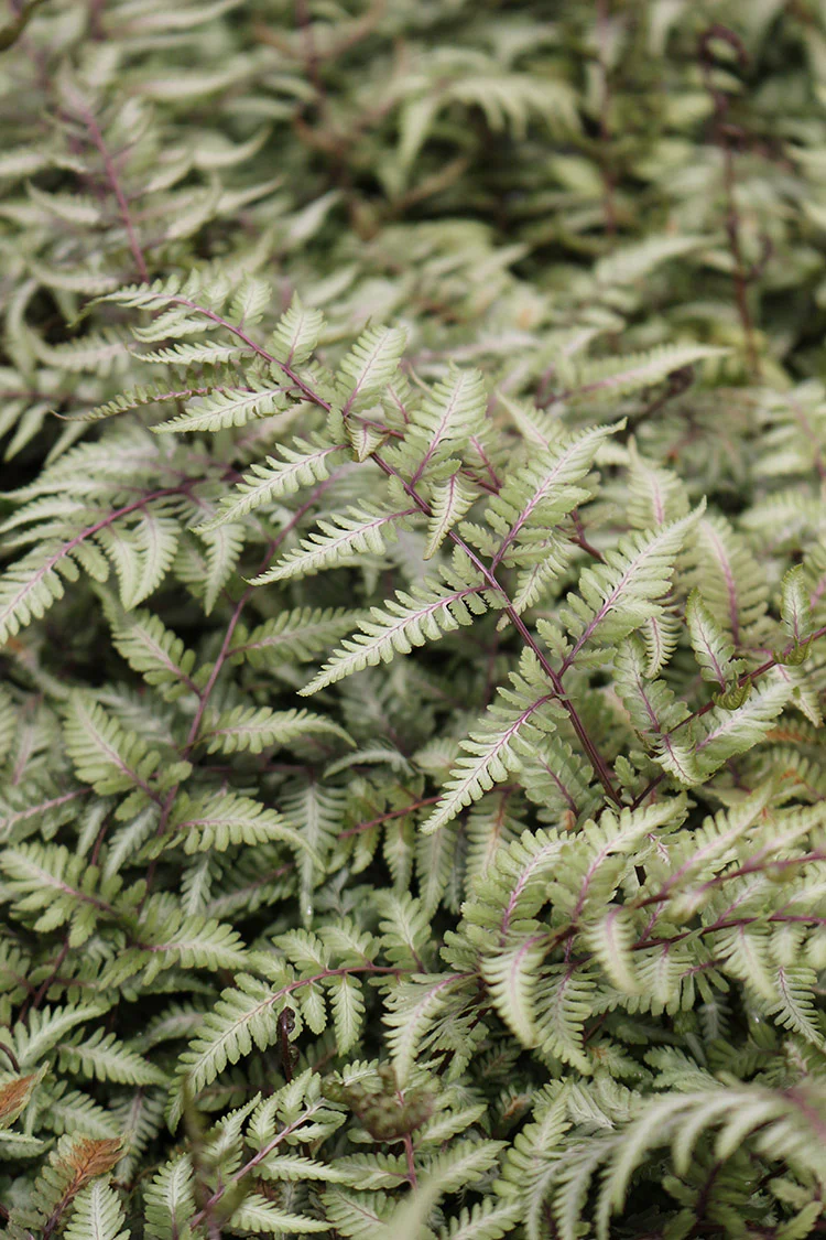 Japanese Lady Fern - Godzilla, 1 Pack - Image 2