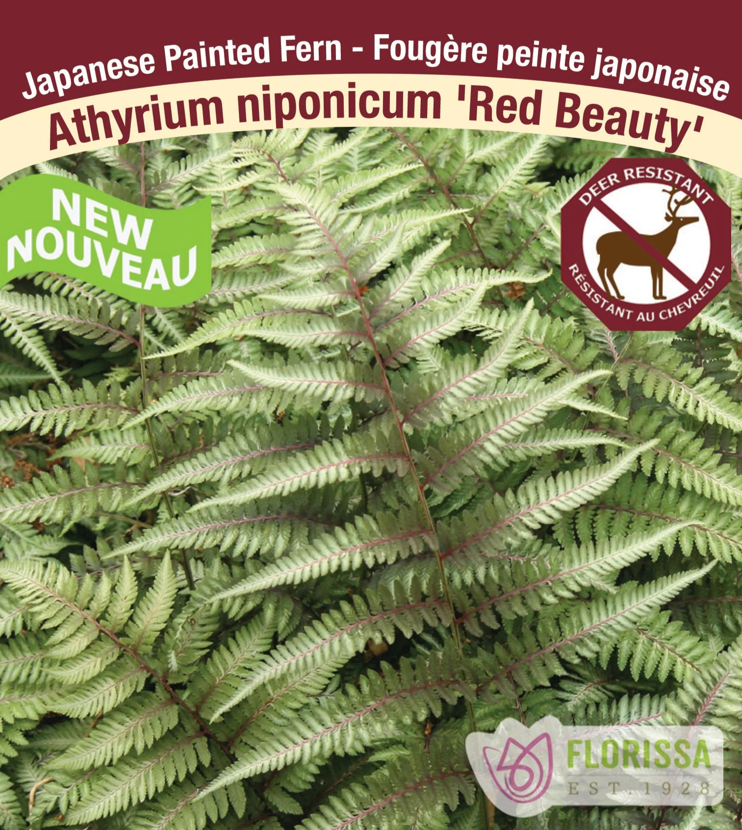 Japanese Painted Fern - Red Beauty, 1 Pack