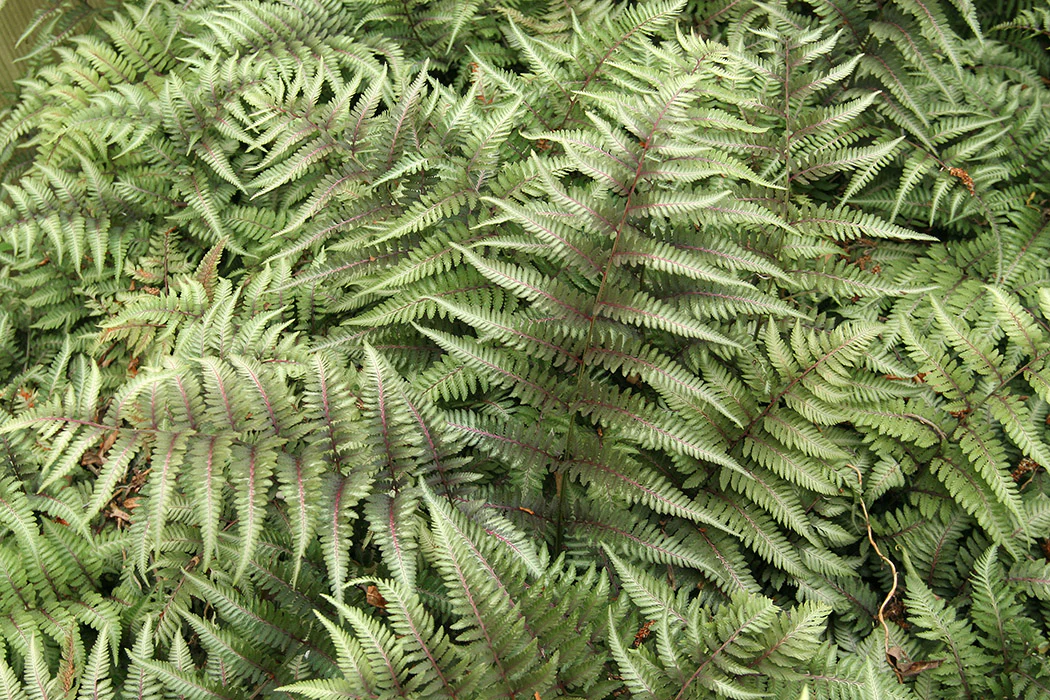 Japanese Painted Fern - Red Beauty, 1 Pack - Image 2