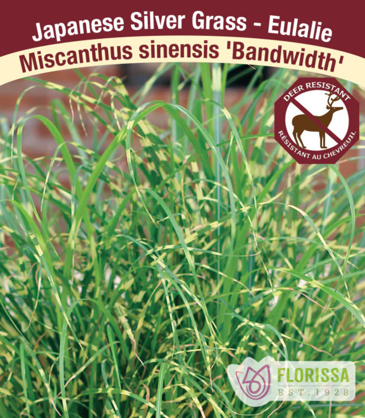 Maiden Grass - Bandwidth, 1 Pack