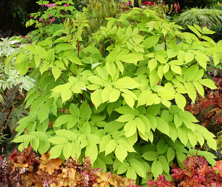 Japanese Spikenard - Sun King, 1 Pack - Image 2