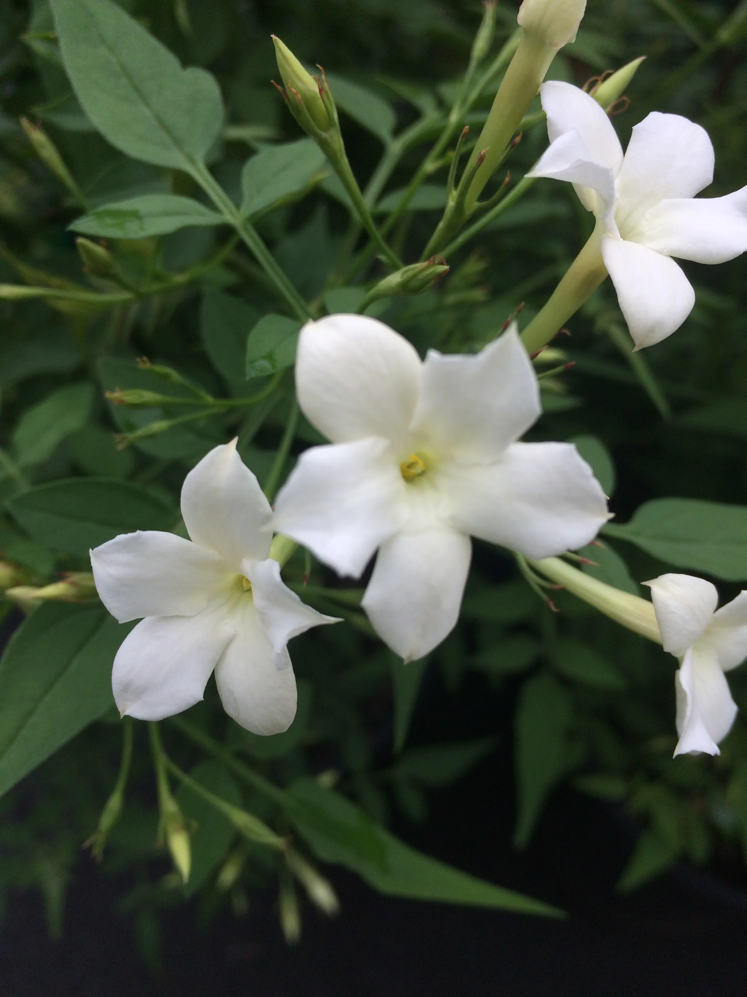 Jasmine Officinale - Image 2