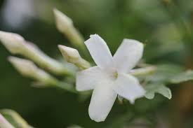 Jasmine Officinale - Image 3